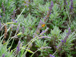 إكليل الجبل نبات عشبيّ ذو رائحة مميَّزة واستخدامات طبيّة عديدة.
