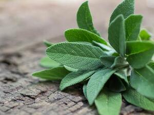 يحذر استخدام الميرمية للمرضع فهي توقف ادرار الحليب لدى الأم

