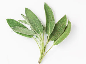 في مرحلة سن اليأس، تعمل المريمية ضد الهبات الساخنة

