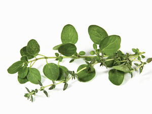 الزعتر من الأعشاب ذات النكهات القوية ويدخل في طهي البيتزا بالأخص
