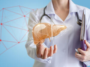 الكبد أحد أهم الأعضاء في جسم الإنسان
