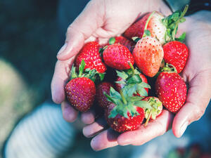 الفراولة تساعد على خفض مستويات الكوليسترول السيئة
