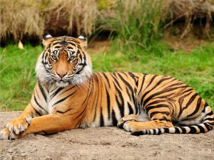 Well it seems like the tigers will have to make new dinner plans. (Creative commons)