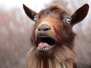 Hardliners also ordered Fares to replace the 28 female workers on his radio with men. (Pinterest)