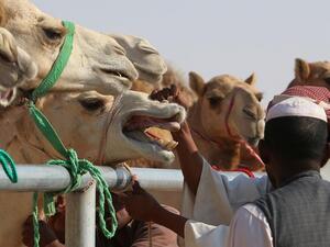The relationship between camels and their handlers can be fraught at times. (AFP/File)