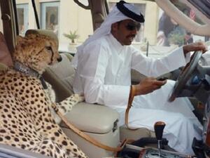 Two things which are not safe or legal: texting and cruising with a cheetah. (Courtesy photo)