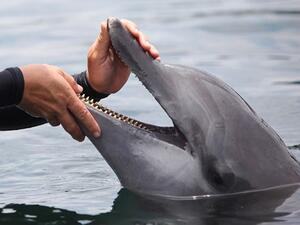 The Lebanese-based Animals Pride and Freedom group called on the government to protect marine life and biodiversity in the country. (AFP/File)