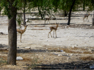 Shoshan stressed that it is still unclear whether the Gulf nationals are given permission to illegally hunt under "official patronage" from state agencies, or whether some Jordanian officials are practising favouritism. (Ecopeace)