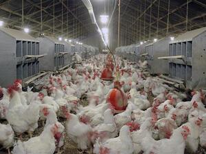 A file photo of an Iranian poultry farm. (File photo)
