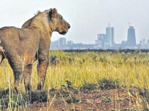 Lion on a day out in the city. (Social media)