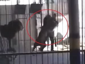 As dance music is heard in the background, 35-year-old Shaheen, who had been a lion tamer for ten years, waved a large stick in the air beckoning one of the 200kg animals towards him, while another climbed a ladder. (Twitter)