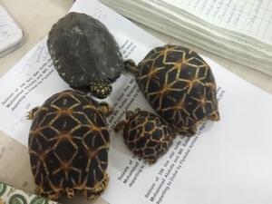 199 turtles were stuffed into four check-in bags. (File photo)