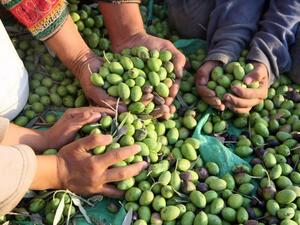 Picking Olives in al-Walaja: A Harvest of Resistance. (AFP/File)