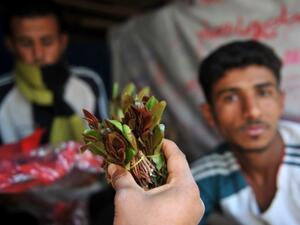 Yemeni vendor displays qat leaves, a popular local mild narcotic plant, in a market in Sanaa. (AFP/File)