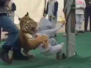 A tiger attacks a girl during a promotion show in Saudi Arabia. (File photo)
