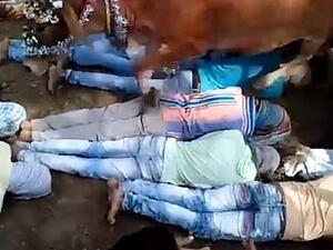 400 Indian men volunteer to be trampled by cows in Hindu ritual (Twitter)