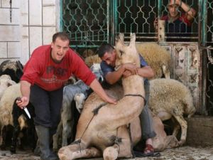 فلسطيني يستعد لنحر جملا -الفرنسية-