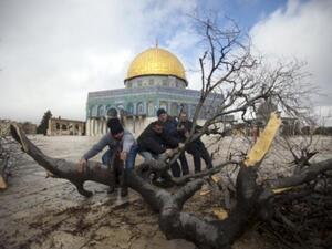 شدة الرياح اقتلعت الاشجار في باحة المسجد الاقصى بالقدس/أ.ف.ب
