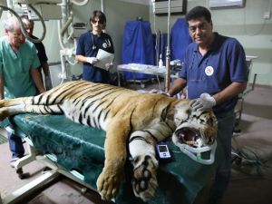 Amir Khalil (R) the director of the NGO "Four Paws" treats a tiger which was evacuated from a zoo in Khan Younis in the southern Gaza Strip at the Israeli Hebrew University veterinary teaching hospital in Beit Dagan, near Tel Aviv, on August 24, 2016, prior to being transported to South Africa.  (AFP/Menahem Kahana)
