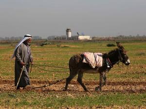 A Palestinian farmer on his land in the Gaza Strip. (AFP/File)