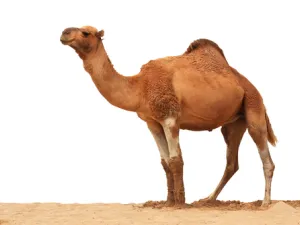 من فوائد بول الجمل يعالج القرحة المعديّة

