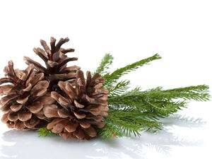 من فوائد الصنوبر مدر للبول، يفتت الحصى، يخرج الرمل

