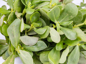 نبات الرجلة "البقلة" تساعد في تسكين آلام الأسنان

