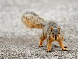 It is not know whether the squirrel and the parrot survived the incident. 