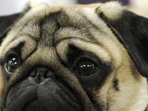 He teached pug a Nazi salute (AFP/File Photo)	