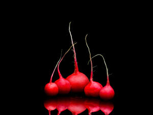 الفجل من الخضراوات الجذرية. معروف بشكله ولونه وطعمه اللاذع قليلاً