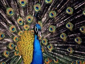 قطرية تتصل بالشرطة لإنقاذ طاووس رفض شرب الماء!