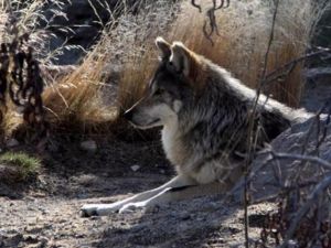 Saudi boy hero saves family from wild wolf. (Image source: "yogoyo.com") Saudi boy hero saves family from wild wolf. (Image source: "yogoyo.com")
