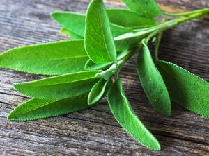 تنظّم المرمية أوقات الحيض وحالات انقطاع الطمث

