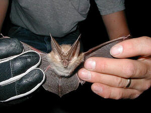 For Illustrative Purposes (Wikimedia Commons/National Nuclear Security Administration /Nevada Site Office)