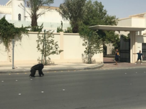 The chimpanzee took a 30-minute stroll before it was caught [Twitter]