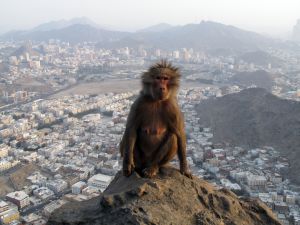 A monkey sits atop a mountain outside Mecca in Saudi Arabia. (Shutterstock)