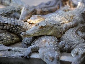 The animal died after being hit on the head by two large rocks late Tuesday afternoon, Amor Ennaifer, a vet at the zoo said. (AFP Photo/Orlando Sierra)