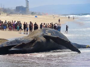 A dead whale has been found on the shore of al-Qahmah Center Beach in Saudi Arabia. (AFP/File)
