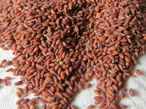 تستخدم بذور حب الرشاد كعلاج لتقليل أعراض الربو