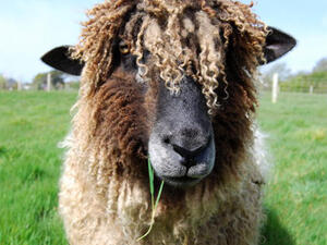 Eid sheep