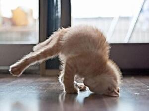 Buoyed by the response of their inaugural cat-yoga session on July 22, the shelter has decided to hold monthly classes