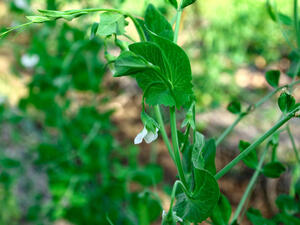 عشبة ستيفيا تزيد عن نسبة حلاوة قصب السكر

