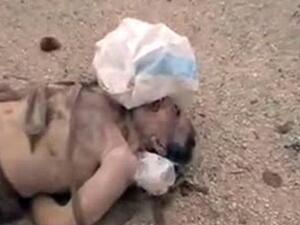 Syria