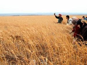 زراعة جانبي الطريق السريع "اتوستراد" دمشق- درعا بمحصولي القمح والشعير