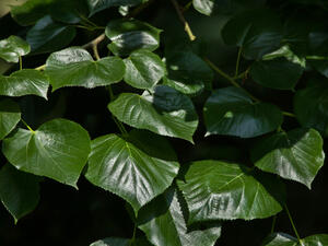 يساعد الزيزفونعلى التخلّص من البلغم بسهولة

