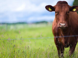 The game, called Bagra, has players abduct their opponents' cows with a UFO, and winners can choose to donate a cow, have the cow delivered to them live, or in the form of raw meat. Pamela the cow was kept alive. (Shutterstock)