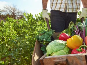 Emirates Flight Catering to establish world's largest vertical farming facility in Dubai. (Shutterstock/ File Photo)