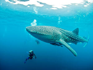 (Shutterstock/ File Photo)