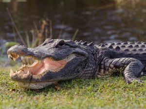 (Shutterstock/ File Photo)