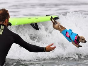 A Surfing Dog leaps off the board during the 10th annual Surf City Surf Dog contest in Huntington Beach, California on September 29, 2018. (Frederic J. BROWN / AFP)